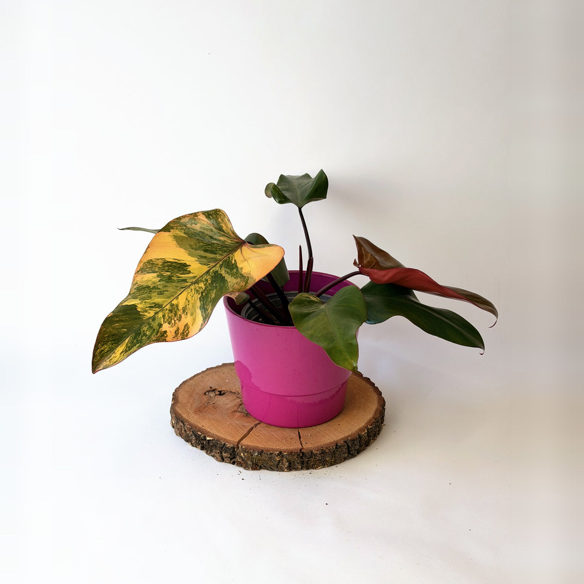 Philodendron ‘Strawberry Shake’