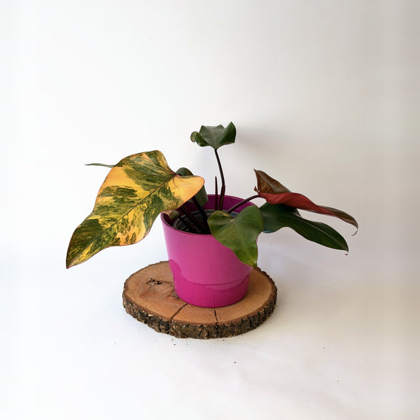 Philodendron ‘Strawberry Shake’
