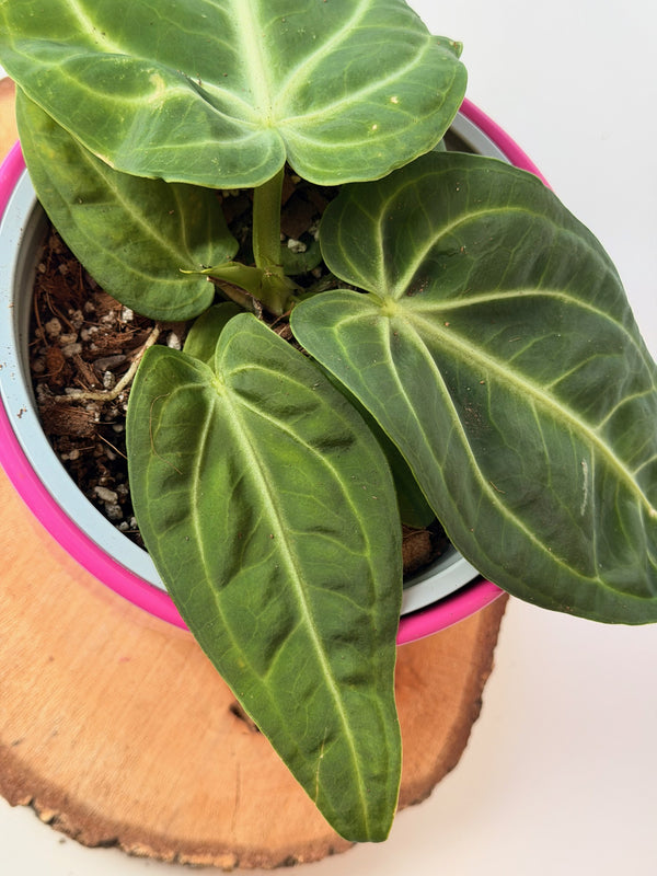 Anthurium villenaorum