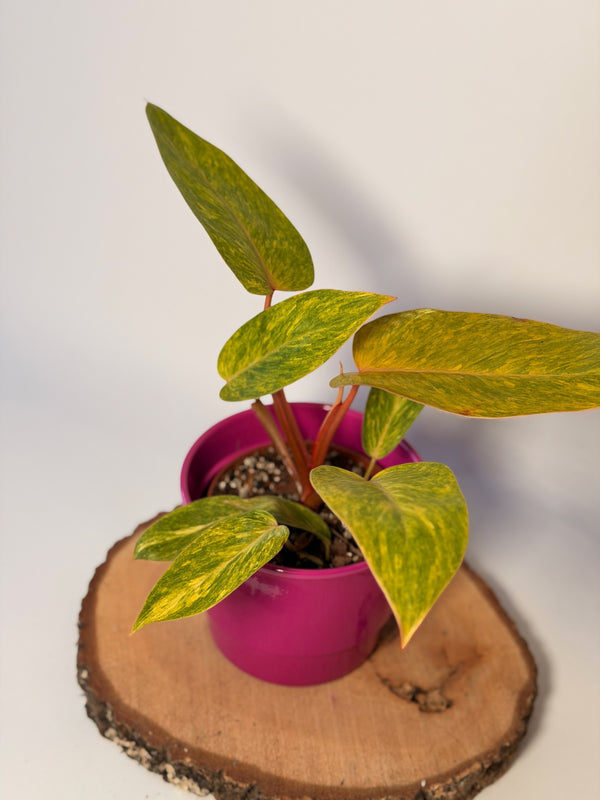 Philodendron ‘Painted Lady’