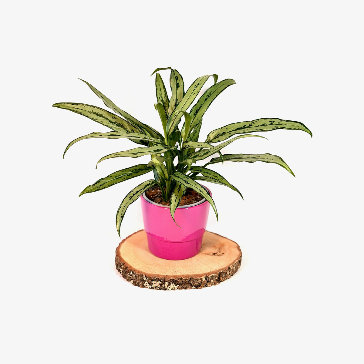 Aglaonema ‘Cutlass’