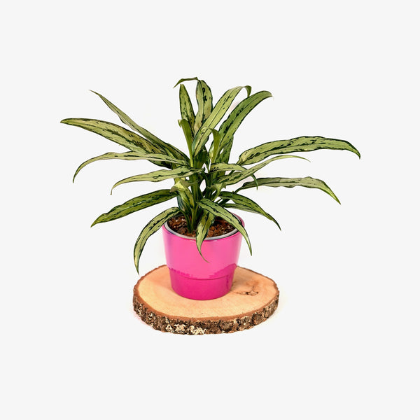 Aglaonema ‘Cutlass’