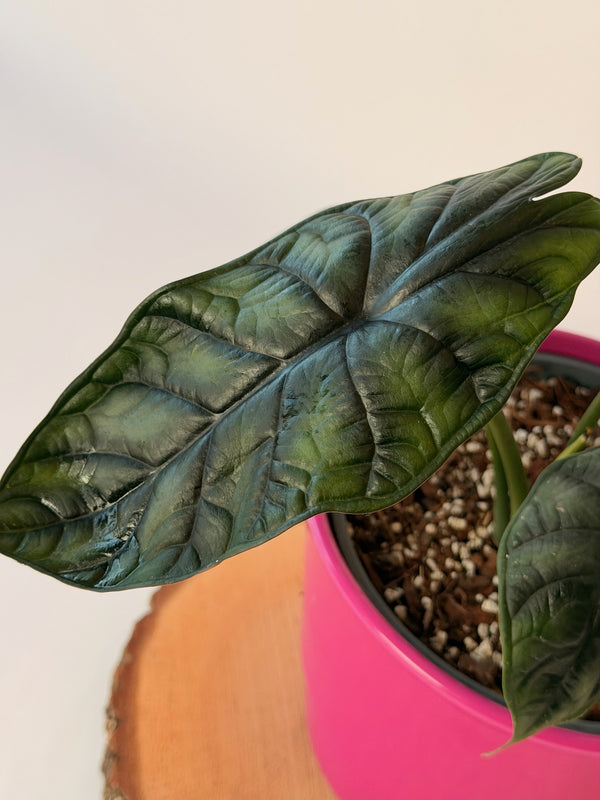Alocasia baginda ‘Dragon Scale’