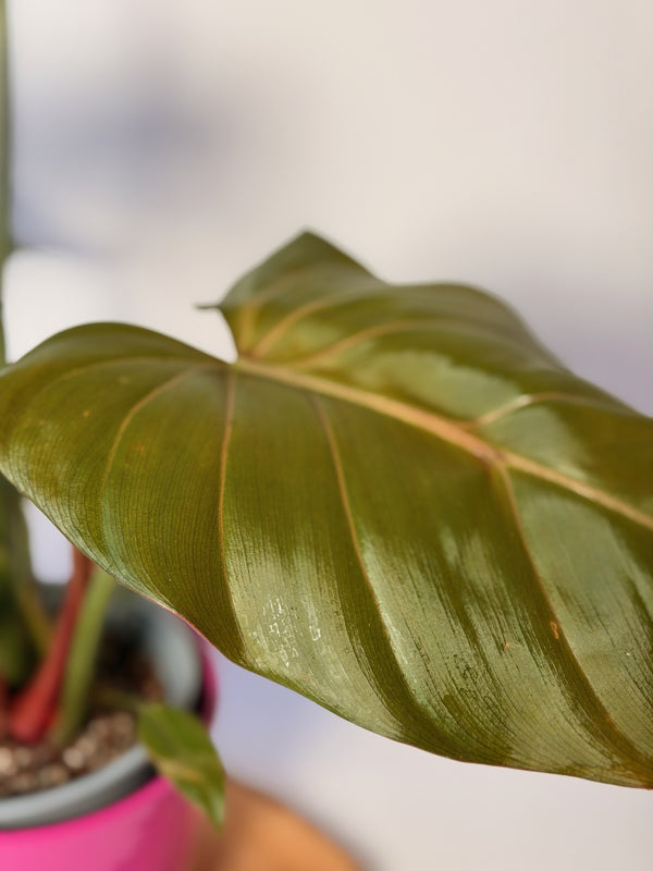 Philodendron ‘Summer Glory’