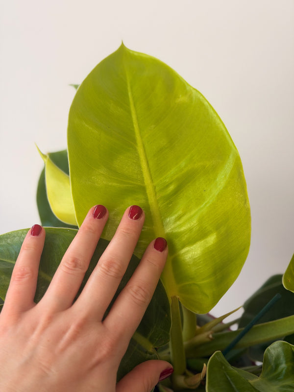 Philodendron ‘Moonlight’
