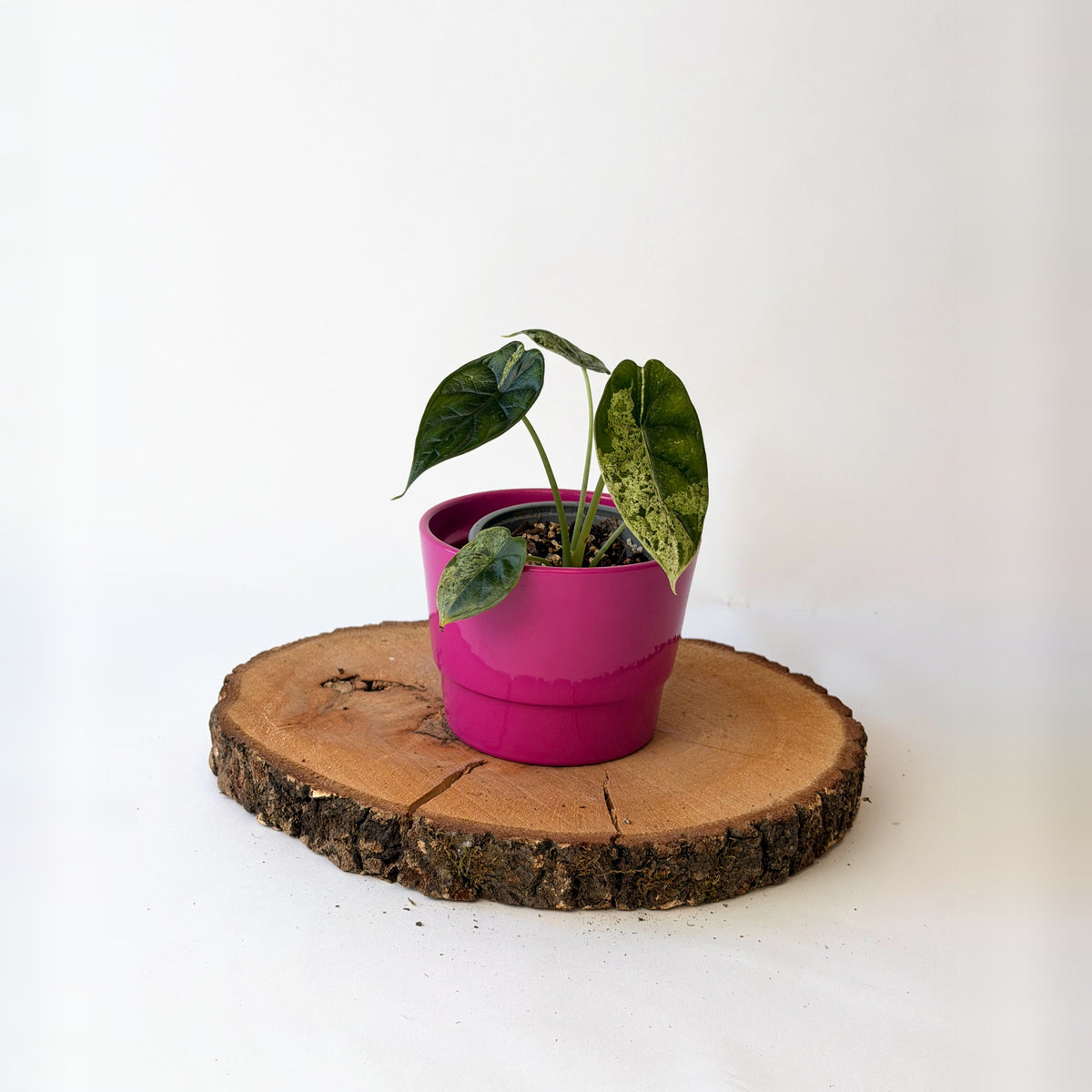 Alocasia baginda ‘Dragon Scale Mint’