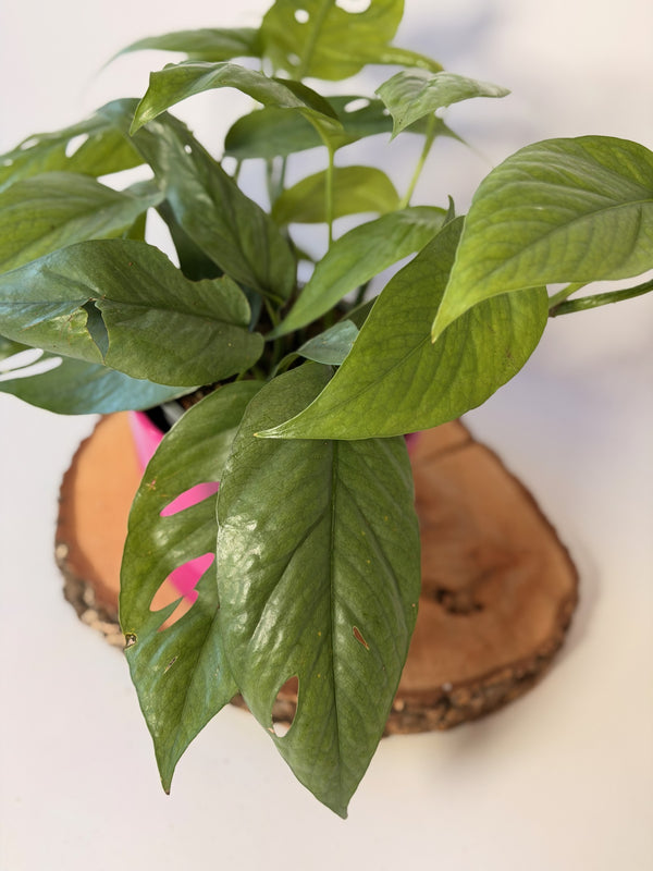 Epipremnum pinnatum ‘Cebu Blue’