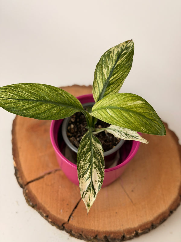 Spathiphyllum ‘Sensation’ (toulcovka)