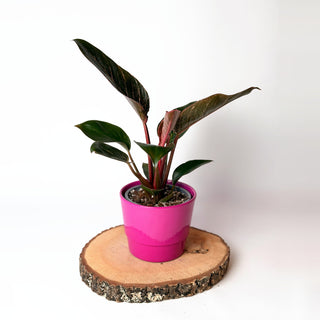 Philodendron ‘Pink Bikini’