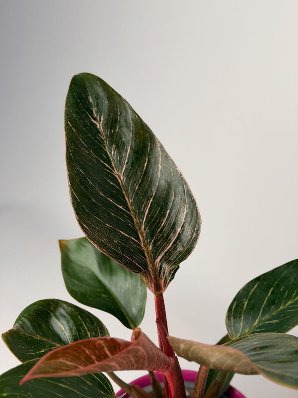 Philodendron ‘Pink Bikini’