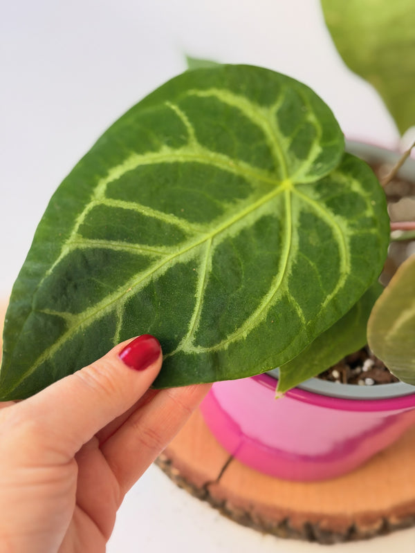 Anthurium magnificum