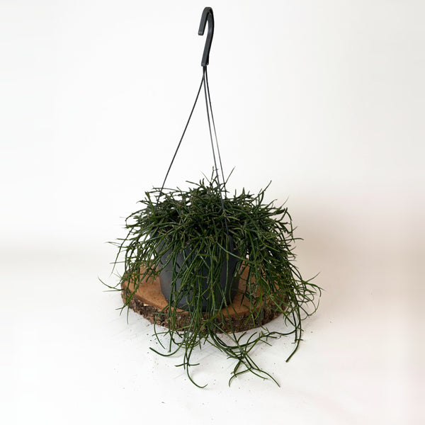 Rhipsalis (mix druhů)