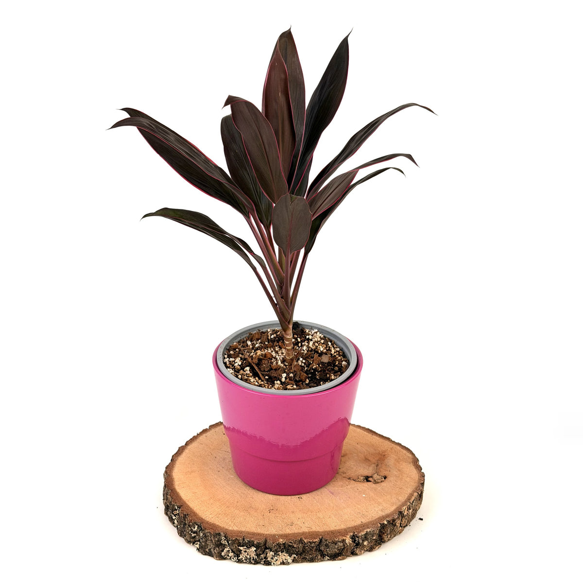 Cordyline ‘Salsa’ (kordylina)