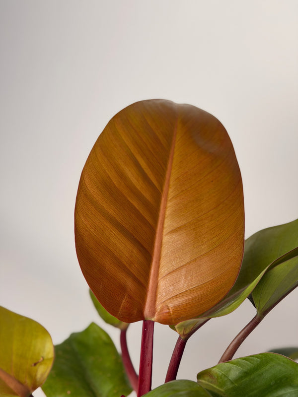 Philodendron ‘Prince of Orange’