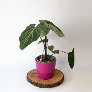 Philodendron gloriosum ‘Zebra’