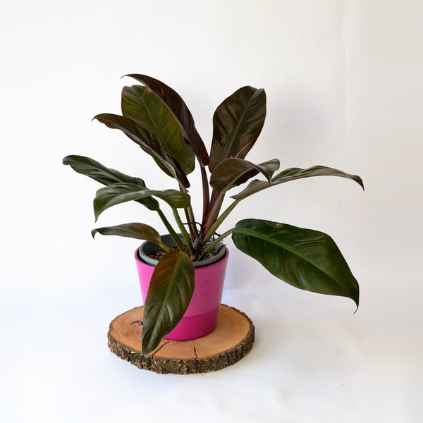 Philodendron ‘Imperial Red’