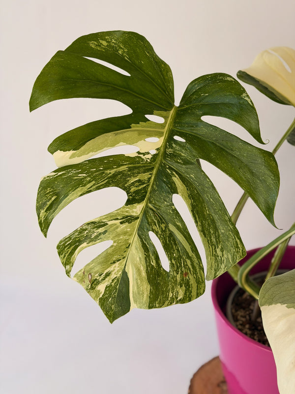 Monstera deliciosa ‘Albo Variegata’