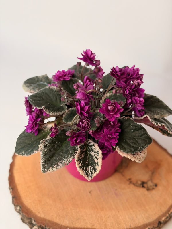 Saintpaulia ionantha, panašovaná (africká fialka)