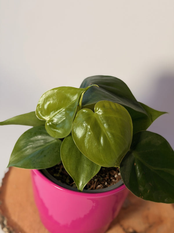 Philodendron hederaceum (scandens)