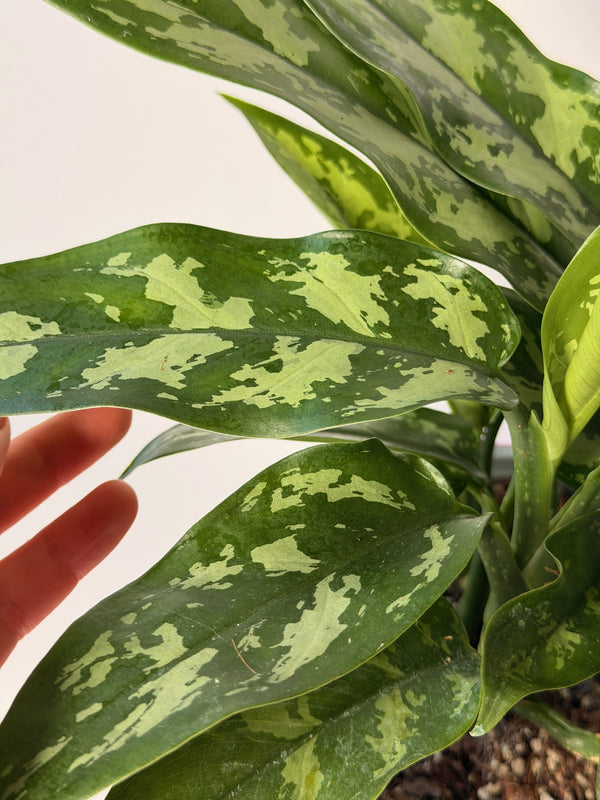 Aglaonema ‘Maria’