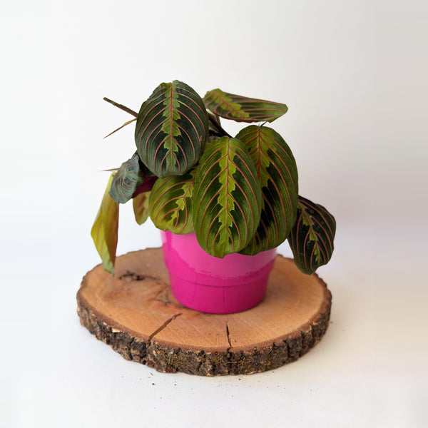 Maranta leuconeura ‘Fascinator Tricolor’ (maranta)
