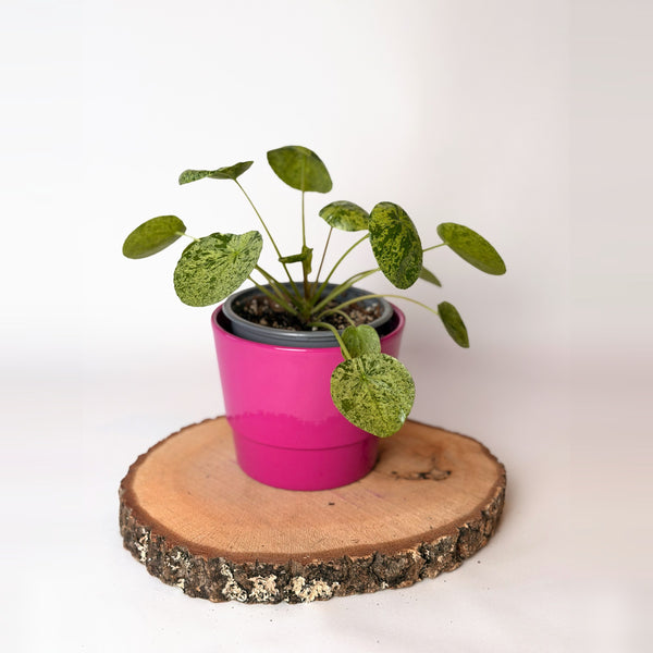 Pilea peperomioides ‘Mojito’