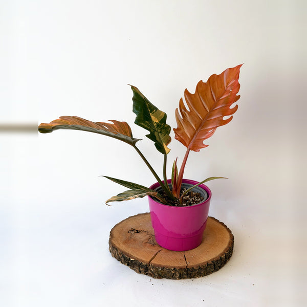 Philodendron ‘Caramel Marble’