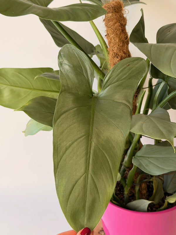 Philodendron hastatum ‘Silver Sword’