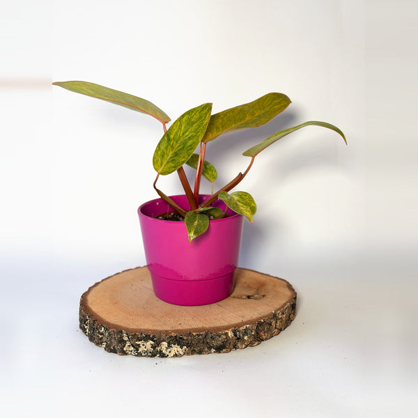 Philodendron ‘Painted Lady’
