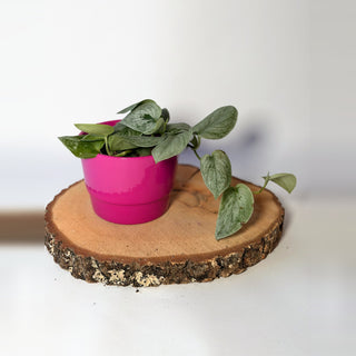 Scindapsus pictus ‘Silvery Ann’