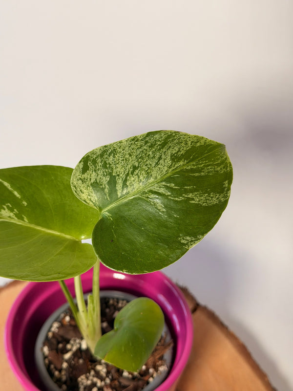 Monstera deliciosa ‘Bulbasaur’
