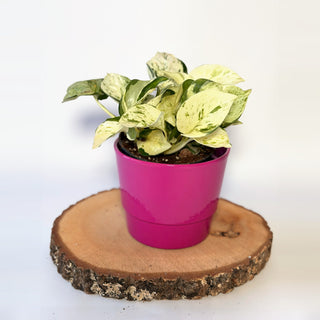 Epipremnum pinnatum ‘Happy Leaf’