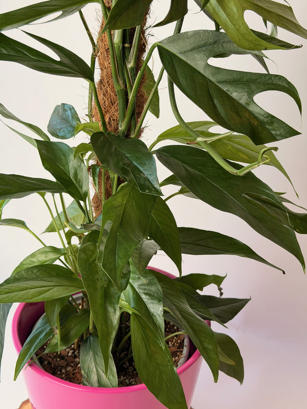 Epipremnum pinnatum ‘Baltic Blue’