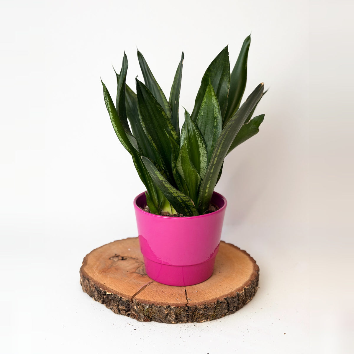 Sansevieria trifasciata ‘Silver Flame’
