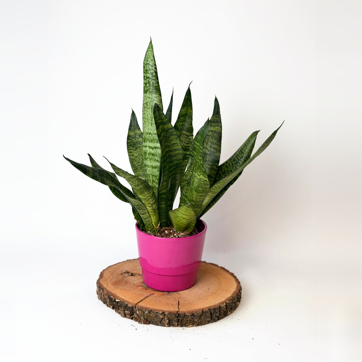 Sansevieria zeylanica