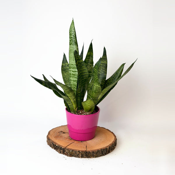 Sansevieria zeylanica
