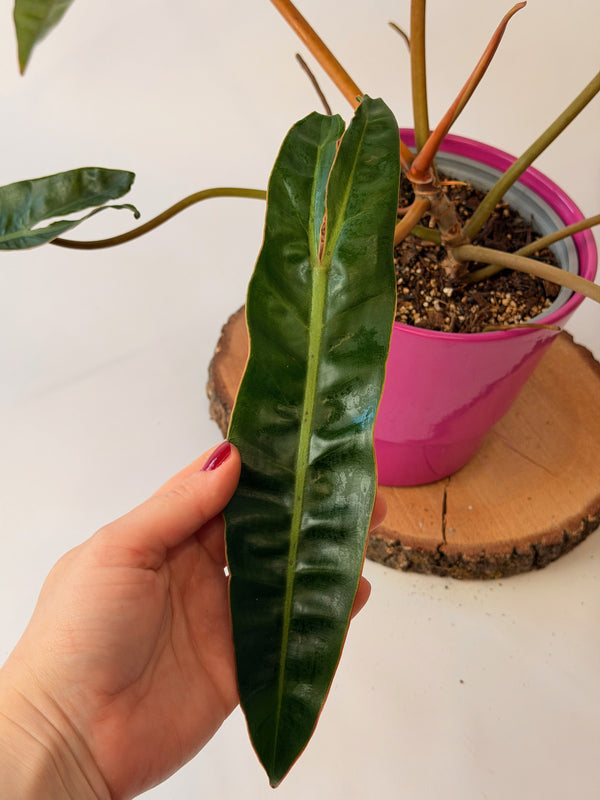 Philodendron billietiae