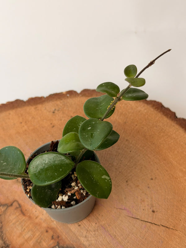 Hoya ‘Mathilde Splash’ (voskovka)