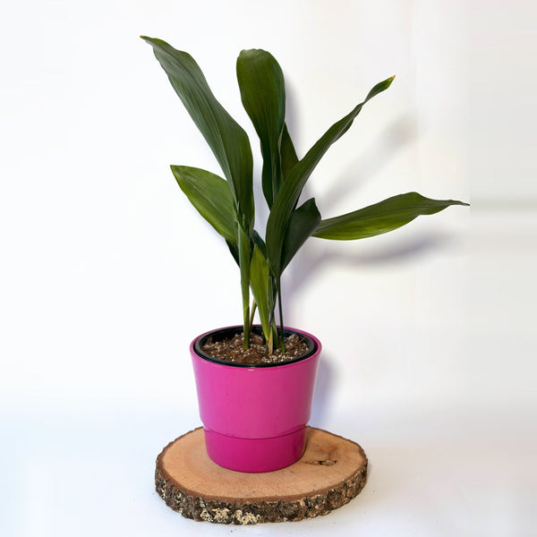 Aspidistra elatior