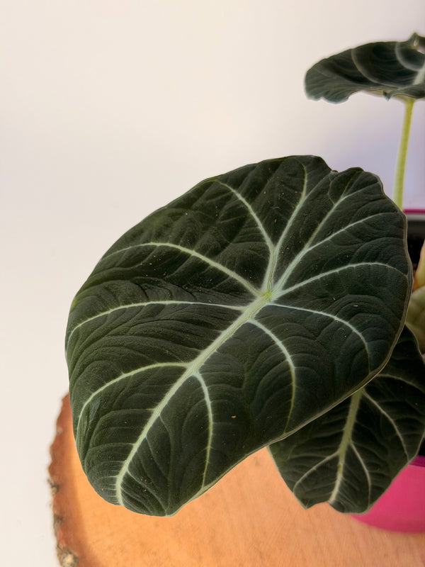 Alocasia reginula ‘Black Velvet’