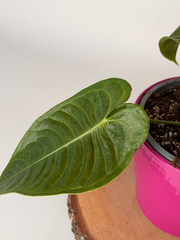 Anthurium veitchii