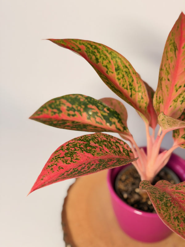 Aglaonema ‘Prestige’
