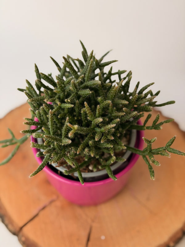 Rhipsalis burchellii