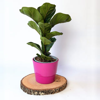 Ficus lyrata ‘Bambino’ (fíkus lyrovitý)