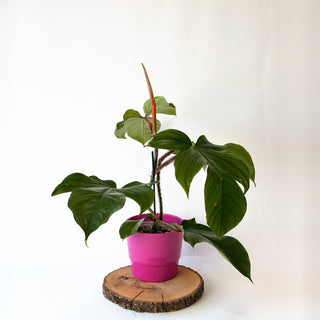 Philodendron squamiferum