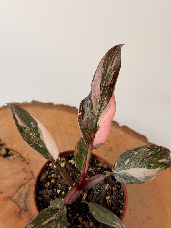 Philodendron erubescens ‘Pink Princess’