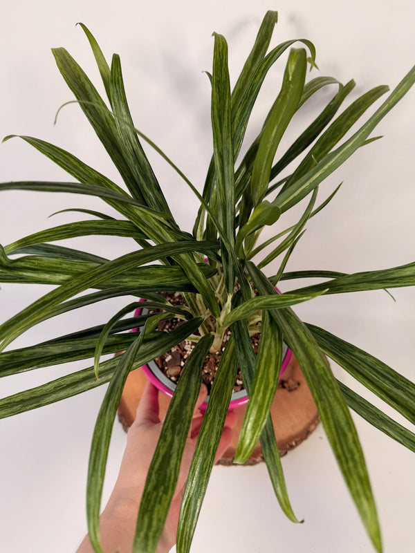 Aglaonema commutatum ‘BitKiss’