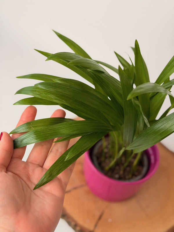 Dypsis lutescens (areková palma)