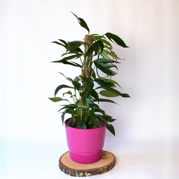 Epipremnum pinnatum ‘Baltic Blue’