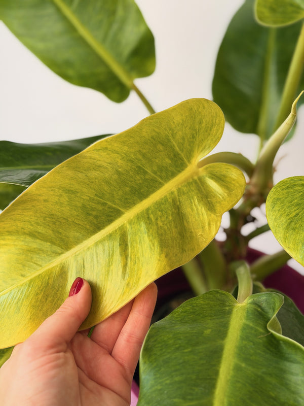 Philodendron ‘Calkins Gold’